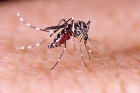 RS confirma mais três mortes por dengue em 2023; total chega a 43